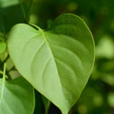 green heart shaped leaf on Lilac Madame Lemoine