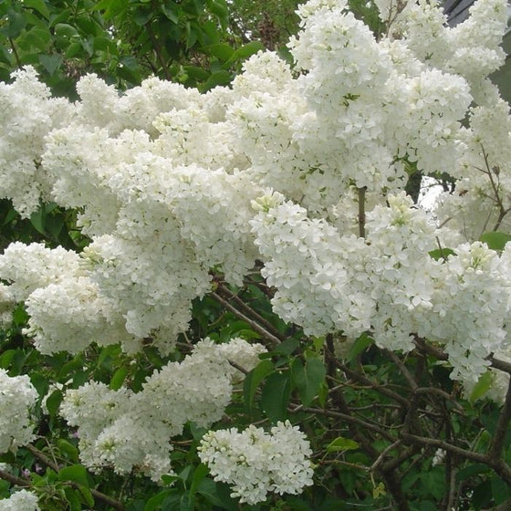 White flower clusters of Lilac Madame Lemoine