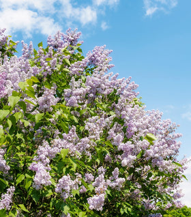 Lilac Miss Kim