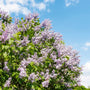 mature abundantly blooming lavender Lilac Miss Kim Shrub
