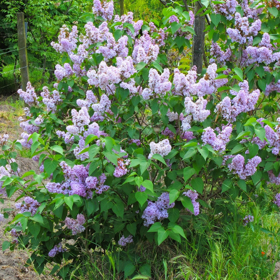 large lilac miss kim shrub in bloom