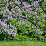 wall of purple lilacs in bloom