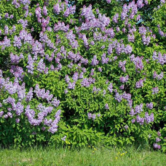 wall of purple lilacs in bloom