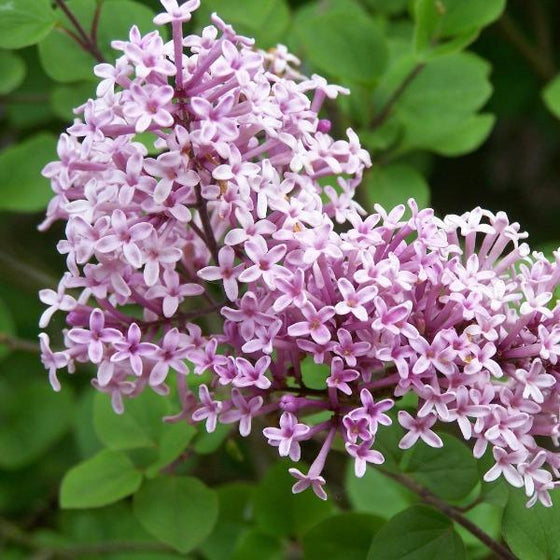 Lilac pink blooms from a Lilac Palibin shrubs