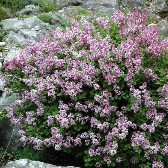 closer view on the Palibin Lilac with sufficient amounts of green foliage