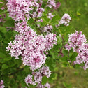 bright pink flower clustes on lilac palibin shrubs