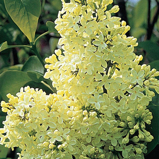 lilac primrose has creamy white flower clusters