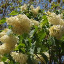 lilac primose has giant white flower clusters and big green leaves