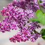 lilac sensation purple blooms with white edges