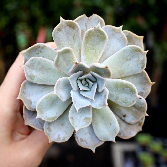 ghost plant succulent toxic to cats Ghost Echeveria Plants for Sale | Succulents