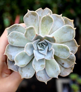 Lilacina Ghost Echeveria Succulent