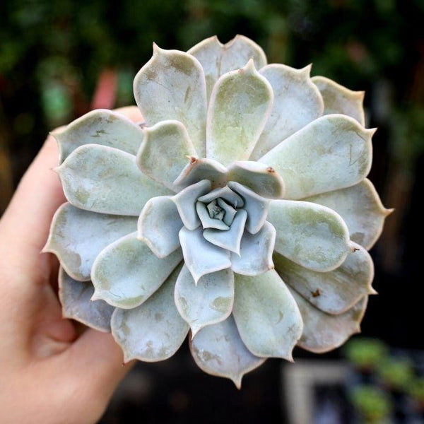 walgreens ghost succulent Ghost Echeveria Plants for Sale | Succulents