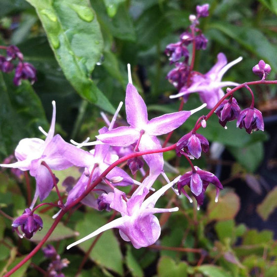 Lilafee Epimedium flower
