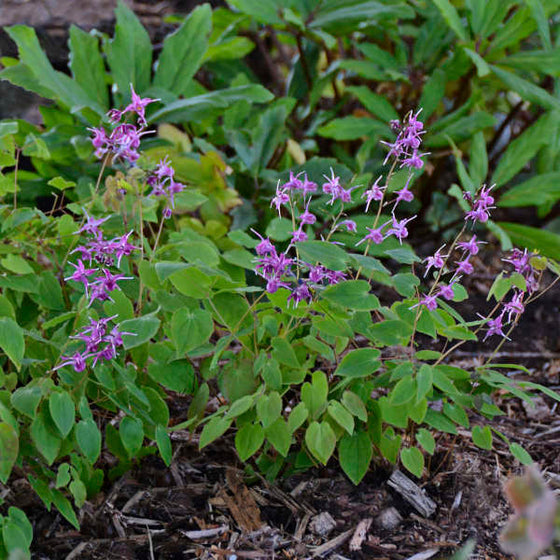 Purple flowering Epimedium Lilafee with delicate wiry stems and spring foliage