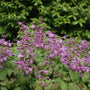 Lilafee Epimedium blooming with lavender-violet flowers above green foliage