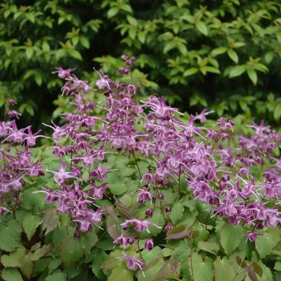 Lilafee Epimedium blooming with lavender-violet flowers above green foliage