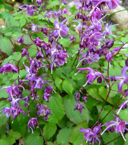 Lilafee Epimedium