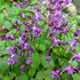 Lilafee Epimedium plant with lavender-purple spring flowers for deer resistant shade groundcover