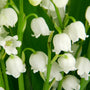 Close-up of Lily of the Valley blooms, tiny white bell-shaped flowers on arching stems with a sweet, classic spring fragrance.