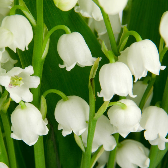 Close-up of Lily of the Valley blooms, tiny white bell-shaped flowers on arching stems with a sweet, classic spring fragrance.