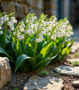 Lily of the Valley