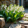 Lily of the Valley in a shaded pathway planting, lush green ground cover with white spring bells, perfect for patios out of sun.