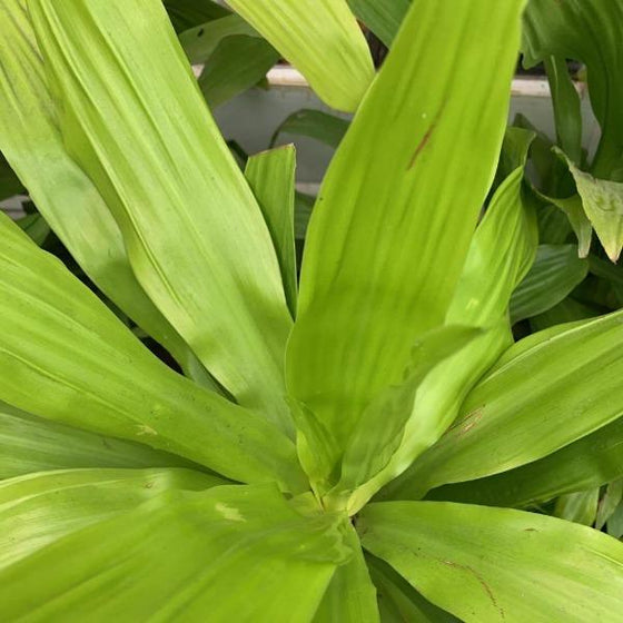 limelight dracaena care Limelight Dracaena