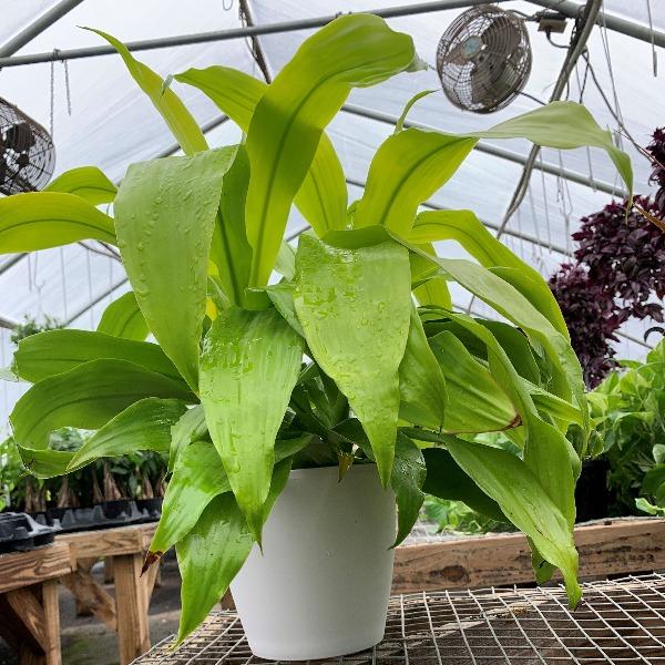 limelight dracaena plant Limelight Dracaena for Sale