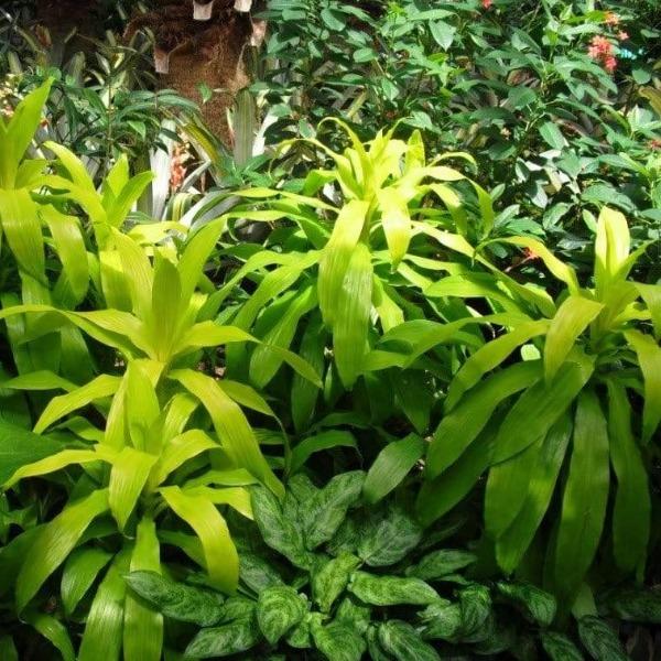 limelight dracaena Limelight Dracaena