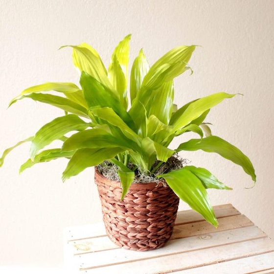 Limelight Dracaena in a pot on a table as a houseplant