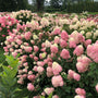 Close-up of Limelight panicle hydrangea bloom, lime florets maturing creamy white with blush pink tones as season cools.