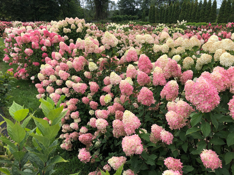 Close-up of Limelight panicle hydrangea bloom, lime florets maturing creamy white with blush pink tones as season cools.