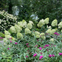 Close-up of Limelight panicle hydrangea bloom, lime florets maturing creamy white with blush pink tones as season cools.