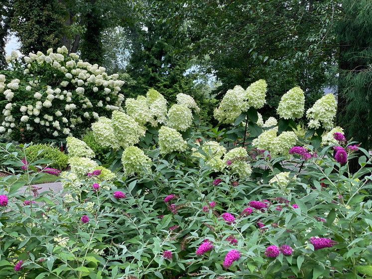 Close-up of Limelight panicle hydrangea bloom, lime florets maturing creamy white with blush pink tones as season cools.