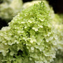 Close-up of a Limelight Hydrangea light green flower clusters