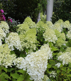 Limelight Hydrangea