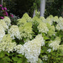 flowers of limelight hydrangea in the landscape