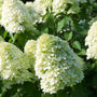 Limelight Hydrangea features football-sized flowers in a celadon green hue