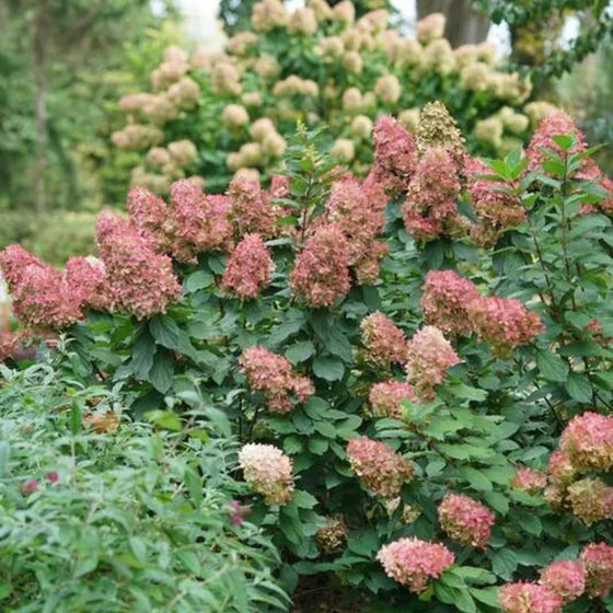 The fall color of Limelight Prime hydrangea is more saturated than that of 'Limelight', as seen in the background.