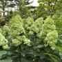 Limelight Prime® Hydrangea