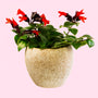 lipstick plant red tubular flowers gift plant