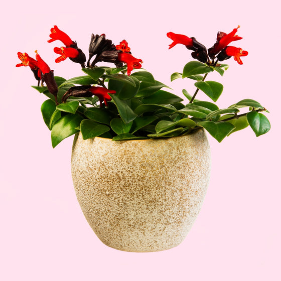 lipstick plant red tubular flowers gift plant