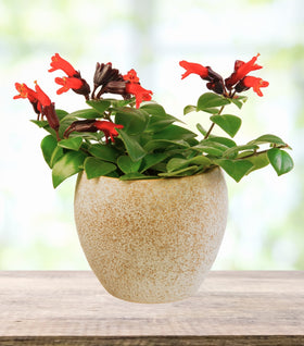 lipstick plant pot size Rasta Twisted Lipstick Plants for Sale