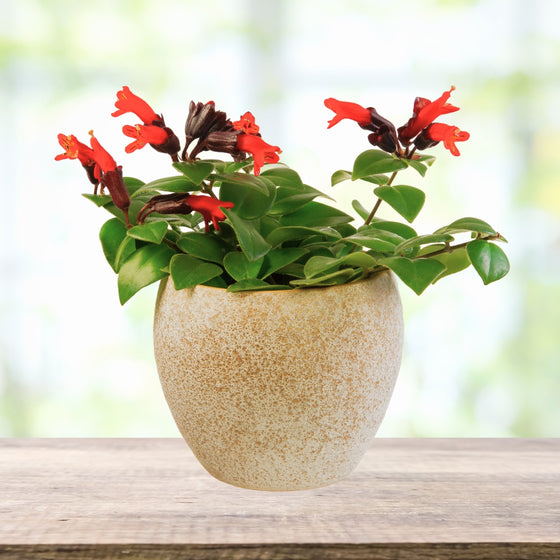 lipstick plant pot Buy Lipstick Plants Online