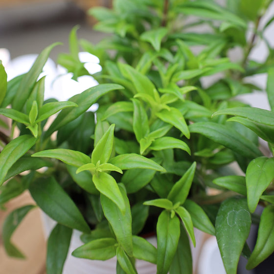 close up of lipstick plant foliage