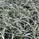 Liriope Silver Dragon grass