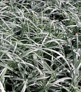 Liriope Silver Dragon