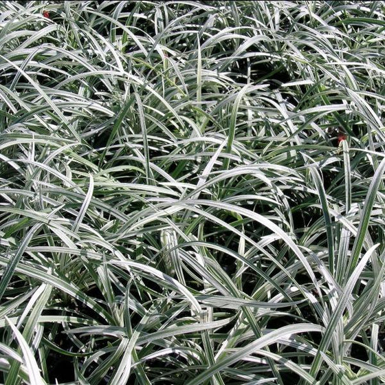 Liriope Silver Dragon grass
