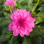 Close-up of a hot pink dahlia flower with green leaves in the background