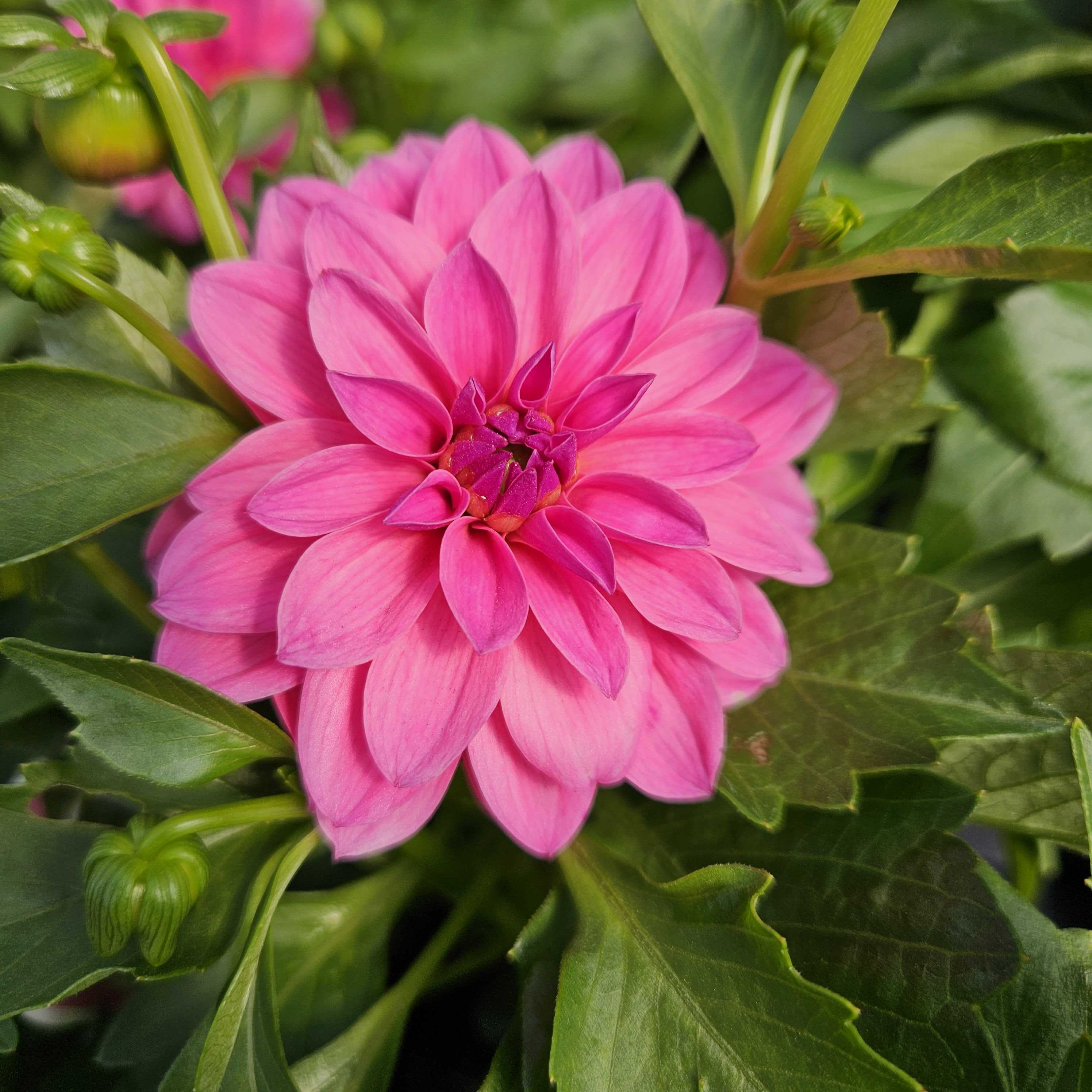Lisa Dark Pink Dahlia for Sale | Bold Summer Dahlia Blooms
